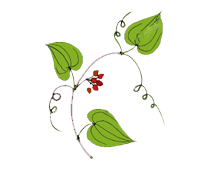 Sarsaprilla